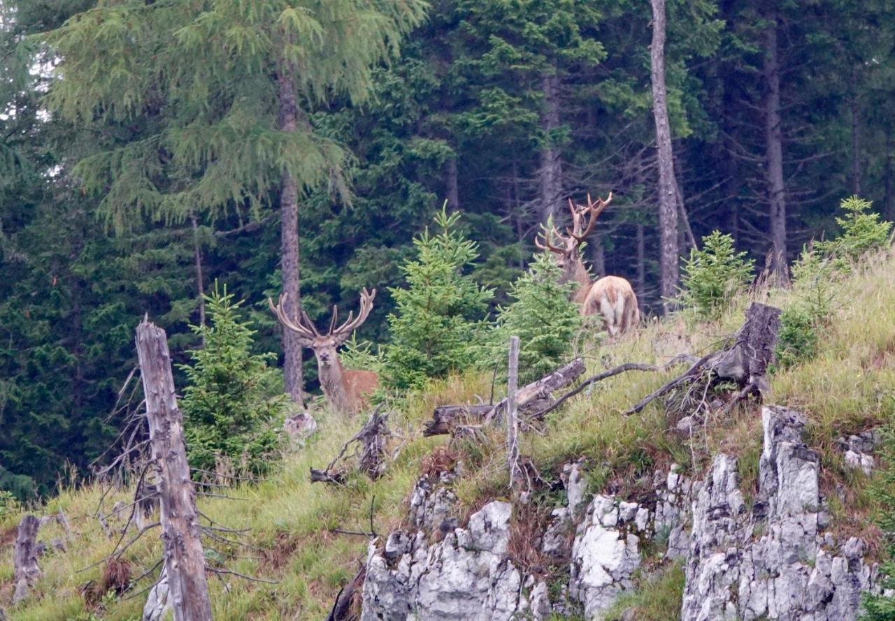 Ferienwohnung Kirchschlager Bad Aussee Buitenkant foto